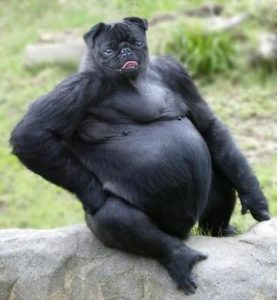 hybrid gorilla